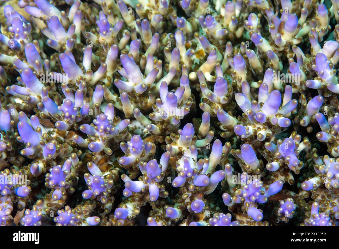 Couleur de la fluorescence dans un corail dur de ramification, Raja Ampat Indonésie Banque D'Images