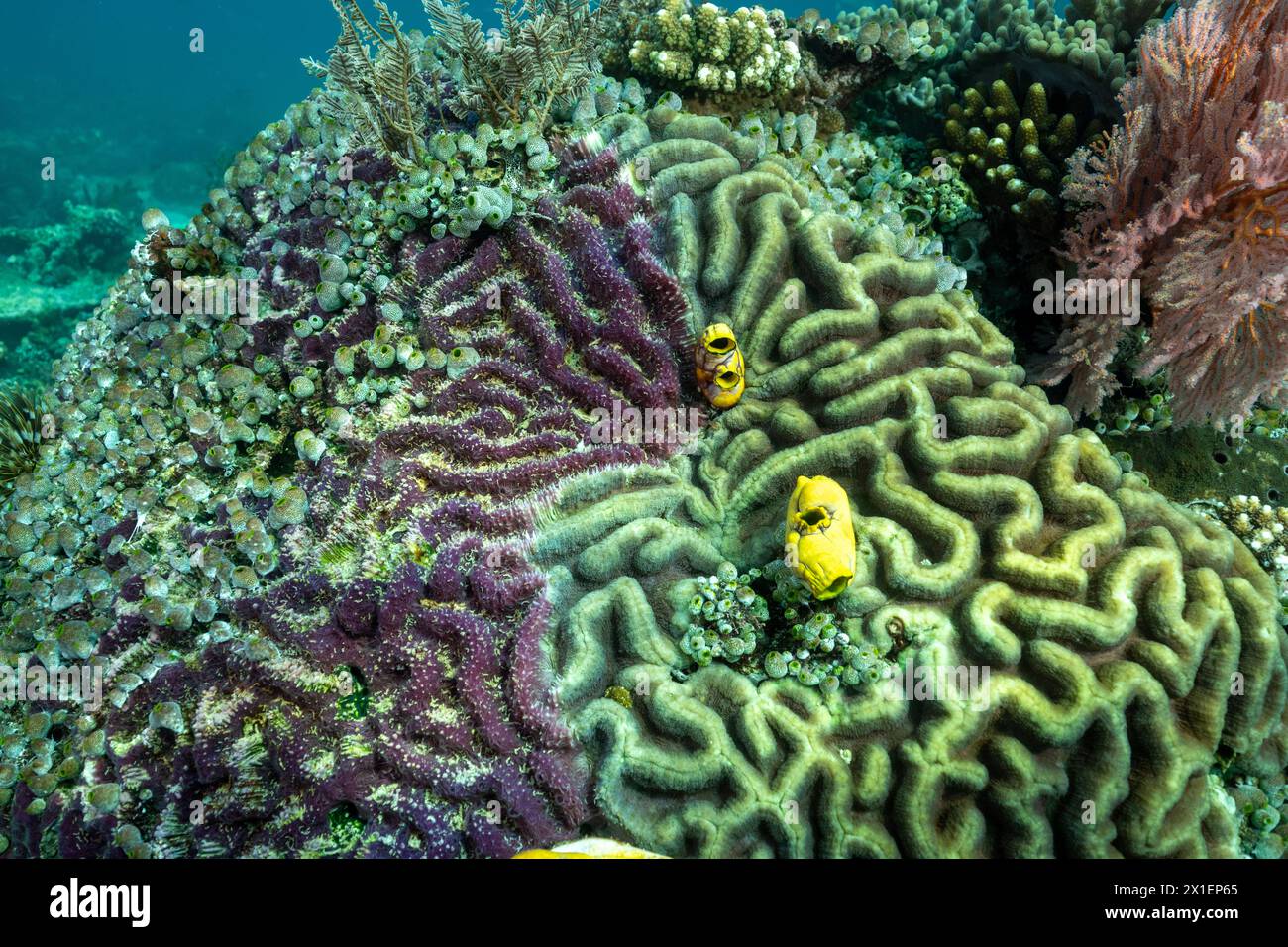Cyanobactéries tuant et recouvrant un corail cérébral, Raja Ampat Indonesia. Banque D'Images