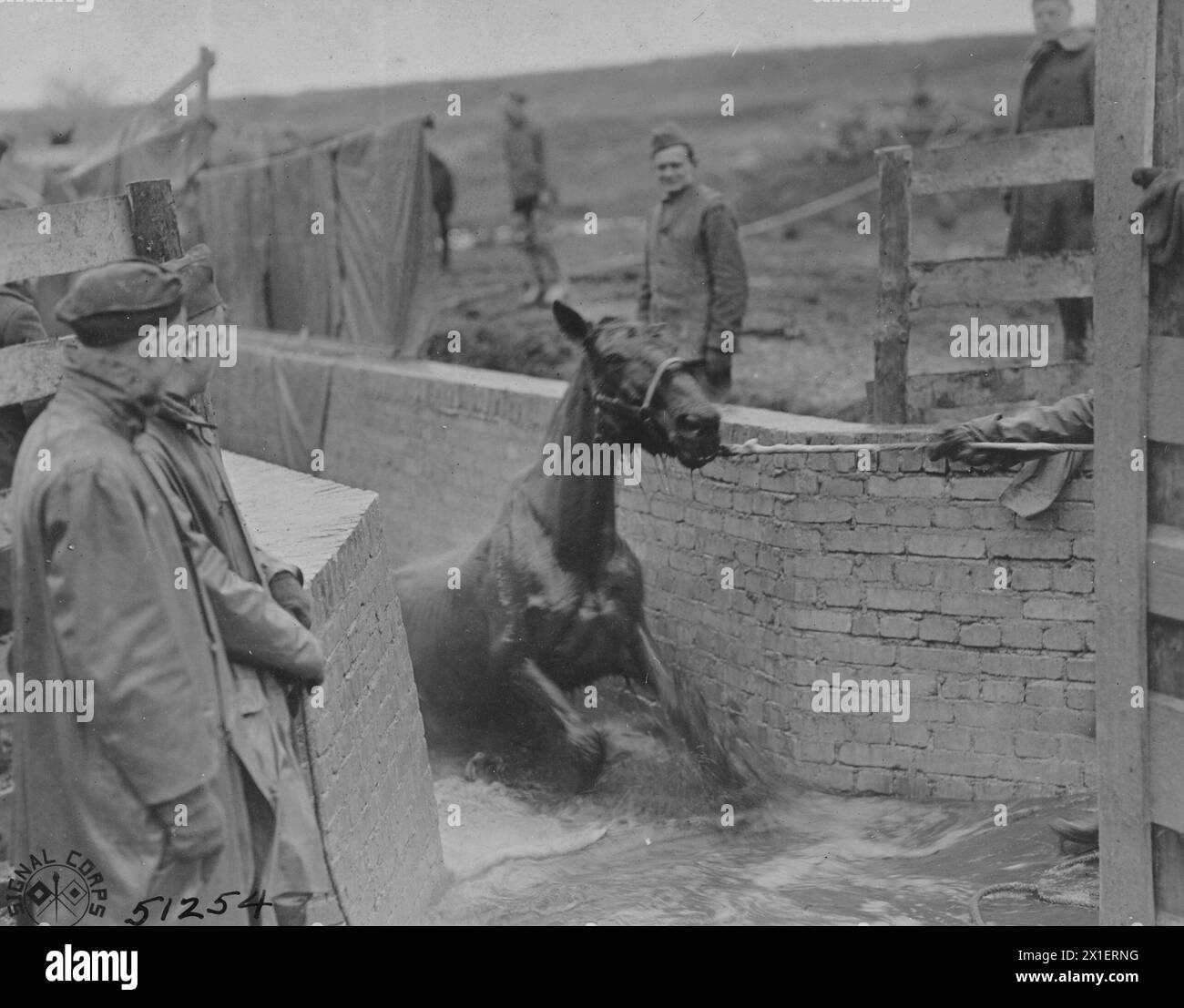 'Sortant de la cuve', cheval d'artillerie après avoir pris un bain composé de chaux soufrée, d'acide carbolique et de creasote. Cuve de trempage construite par les 1ers ingénieurs pour le Département vétérinaire. Montabaur, Allemagne CA. 1919 Banque D'Images