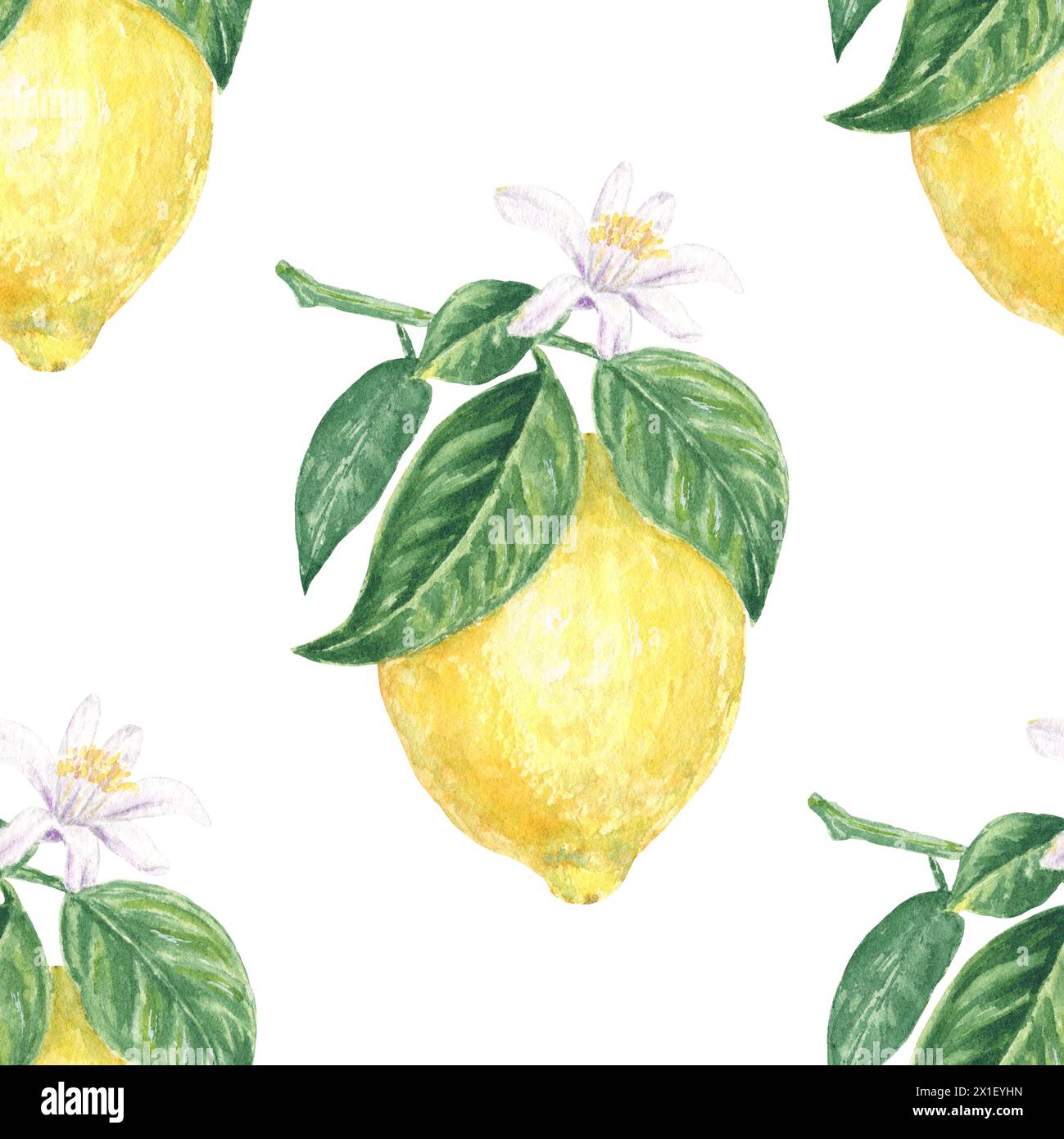 Citron avec des fleurs et des feuilles vertes motif aquarelle sans couture sur fond blanc, peint à la main dans un style botanique, pour le textile, la conception de papier peint Banque D'Images Citron avec des fleurs et des feuilles vertes motif aquarelle sans couture sur fond blanc, peint à la main dans un style botanique, pour le textile, la conception de papier peint Banque D'Images