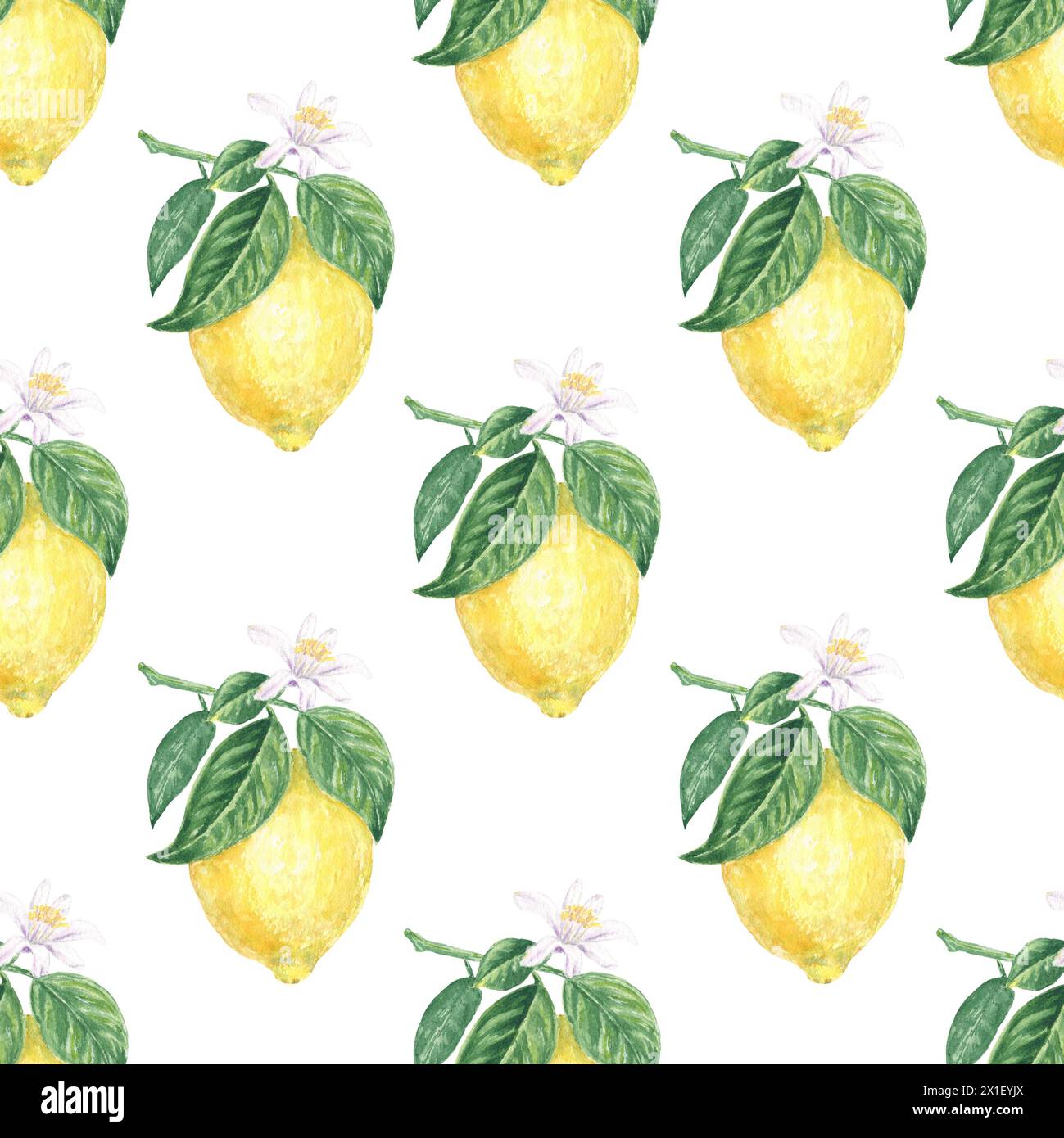 Citron avec des fleurs et des feuilles vertes motif aquarelle sans couture sur fond blanc, peint à la main dans un style botanique, pour textile, papier peint, design Banque D'Images Citron avec des fleurs et des feuilles vertes motif aquarelle sans couture sur fond blanc, peint à la main dans un style botanique, pour textile, papier peint, design Banque D'Images
