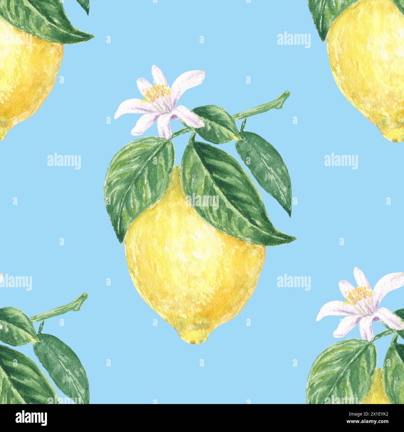 Citron avec des fleurs et des feuilles vertes motif aquarelle sans couture sur fond bleu, peint à la main dans un style botanique, pour le textile, la conception de papier peint Banque D'Images Citron avec des fleurs et des feuilles vertes motif aquarelle sans couture sur fond bleu, peint à la main dans un style botanique, pour le textile, la conception de papier peint Banque D'Images