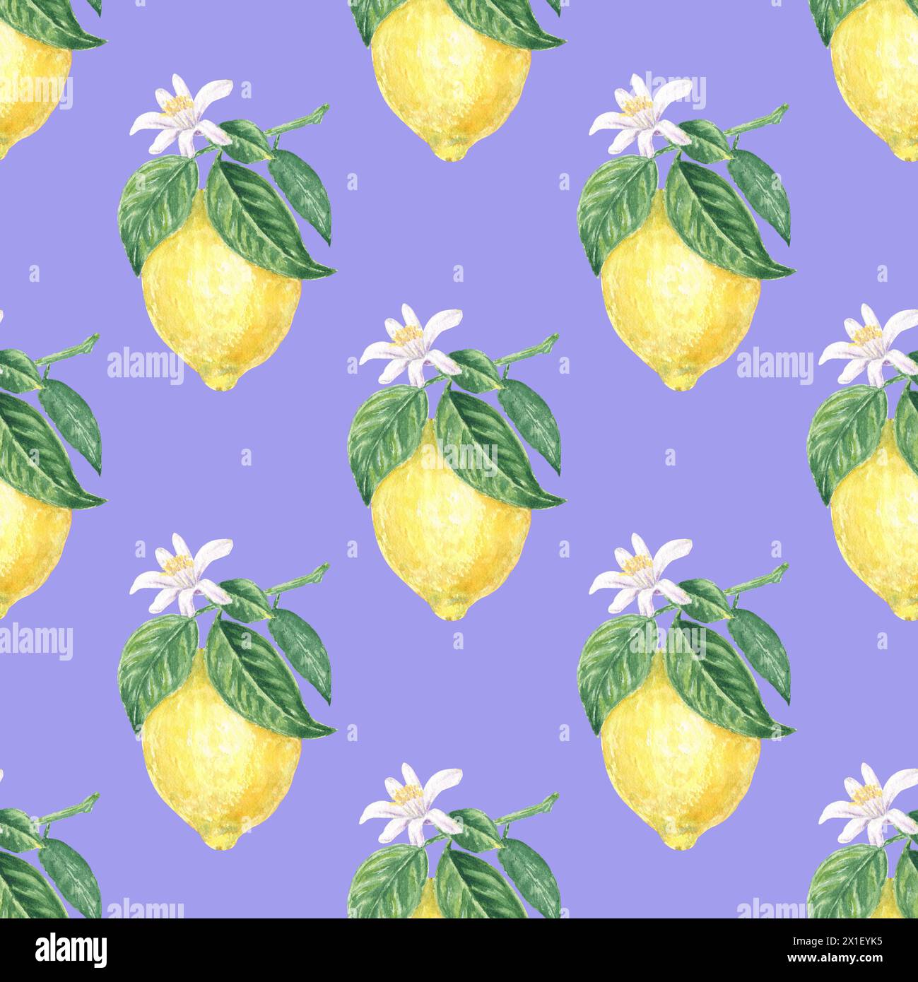 Citron avec des fleurs et des feuilles vertes motif aquarelle sans couture sur fond violet, peint à la main dans un style botanique, pour le textile, la conception de papier peint Banque D'Images Citron avec des fleurs et des feuilles vertes motif aquarelle sans couture sur fond violet, peint à la main dans un style botanique, pour le textile, la conception de papier peint Banque D'Images