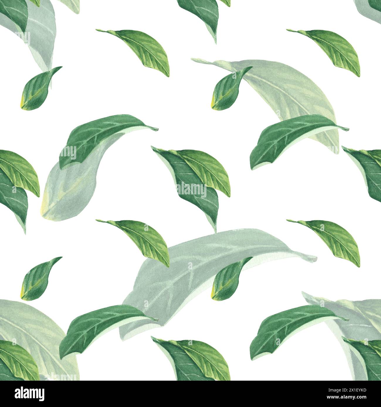 Feuilles vert citron tropique aquarelle sans couture motif sur fond blanc, peint à la main dans le style botanique, pour textile, papier peint, menu, mariage Banque D'Images Feuilles vert citron tropique aquarelle sans couture motif sur fond blanc, peint à la main dans le style botanique, pour textile, papier peint, menu, mariage Banque D'Images