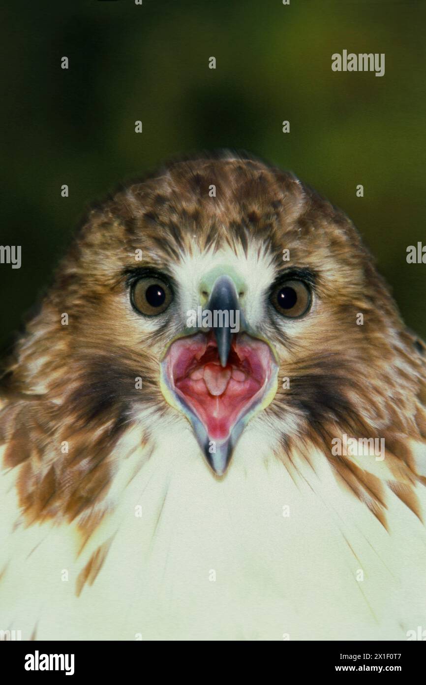 Un faucon à épaule rouge, Buteo lineatus, avec sa bouche ouverte de près faisant contact visuel, Missouri, États-Unis Banque D'Images