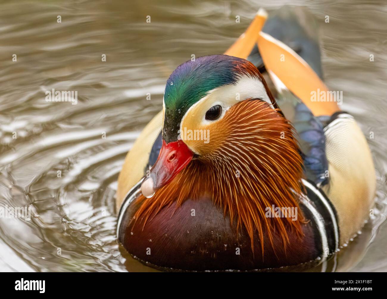 Canard mandarine ornemental mâle avec beau plumage dans l'étang Banque D'Images