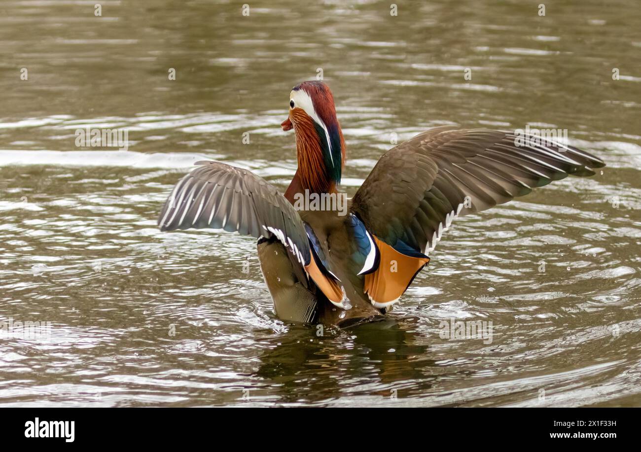 Canard mandarine ornemental mâle avec beau plumage dans l'étang Banque D'Images