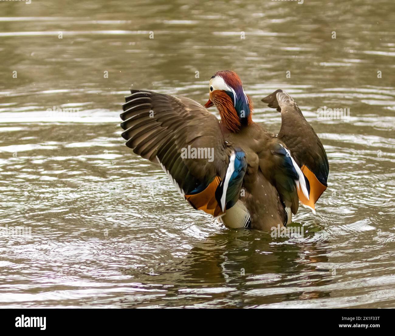 Canard mandarine ornemental mâle avec beau plumage dans l'étang Banque D'Images