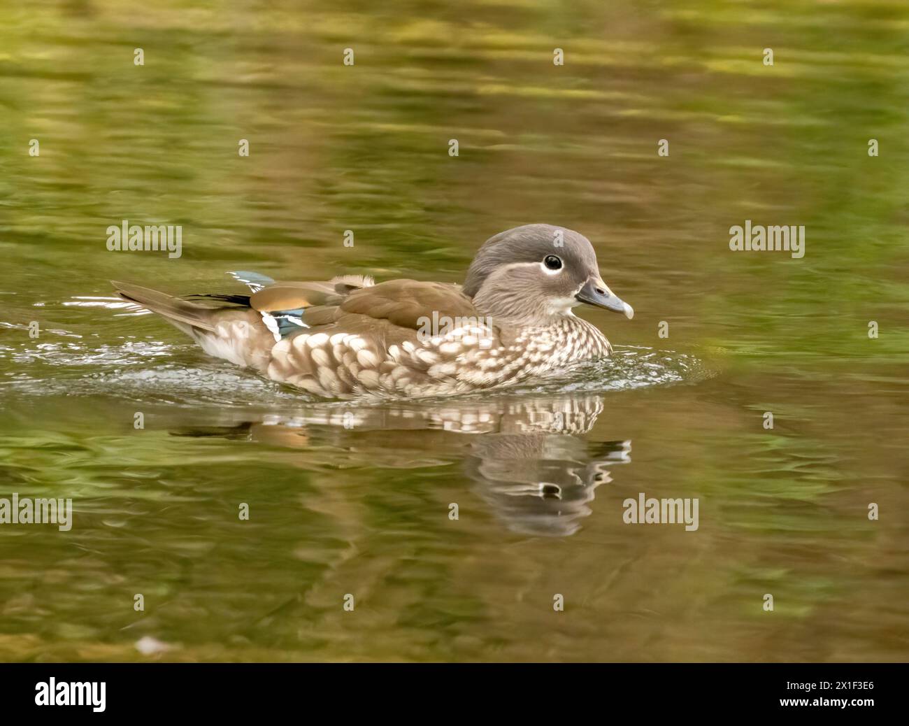female-mandarin-duck-banque-de-photographies-et-d-images-haute