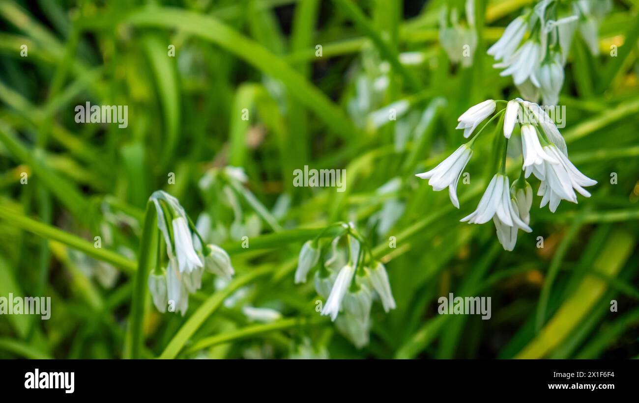 Allium triquetrum, également connu sous le nom de poireau à trois coins, d'ail à trois coins, d'oignon en angle ou d'herbe à l'oignon. Banque D'Images