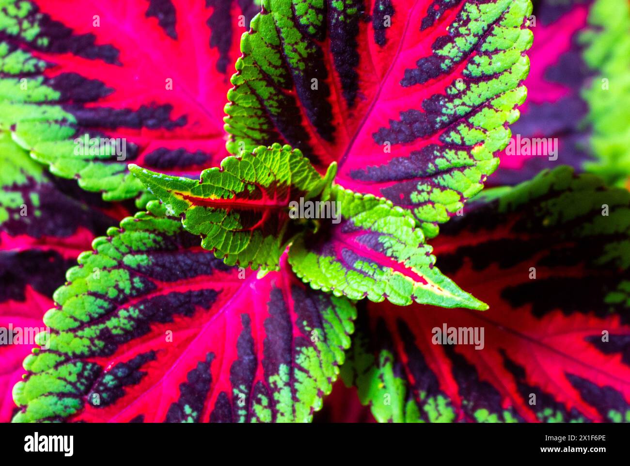 Célébrez la beauté kaléidoscopique de la nature avec cette superbe image mettant en vedette Plectranthus scutellarioides Banque D'Images