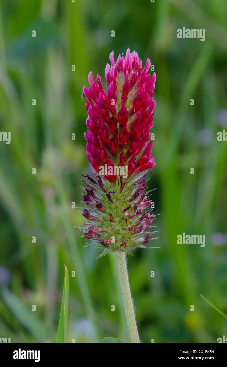 Trèfle cramoisi, Trifolium incarnatum Banque D'Images
