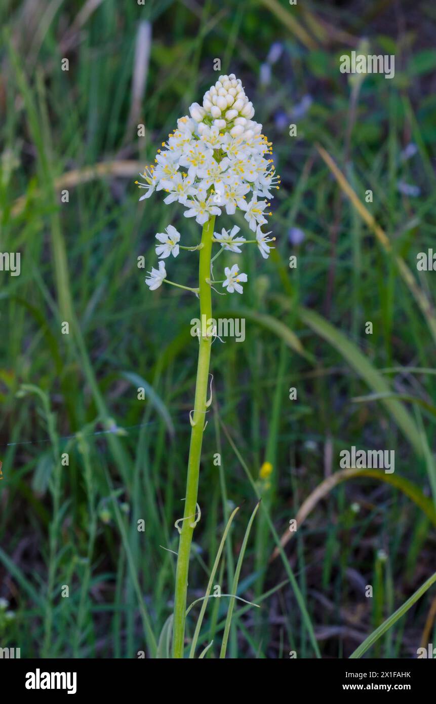 Les Deathcamas de Nuttall, Toxicoscordion nuttallii Banque D'Images