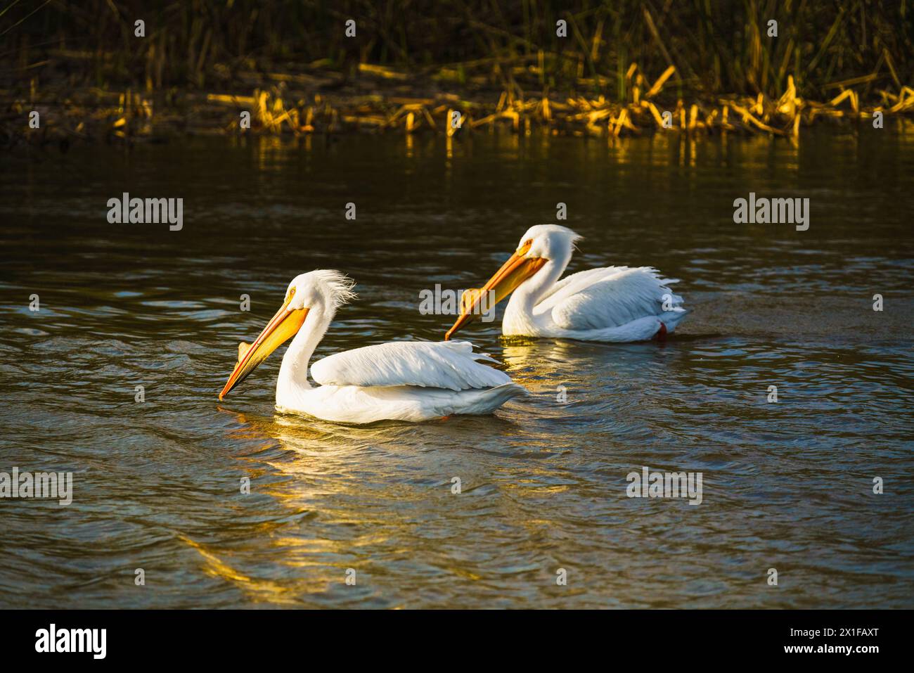 Pélican blanc américain. Deux pélicans blancs flottant sur une eau sur le lac au coucher du soleil, Californie Banque D'Images