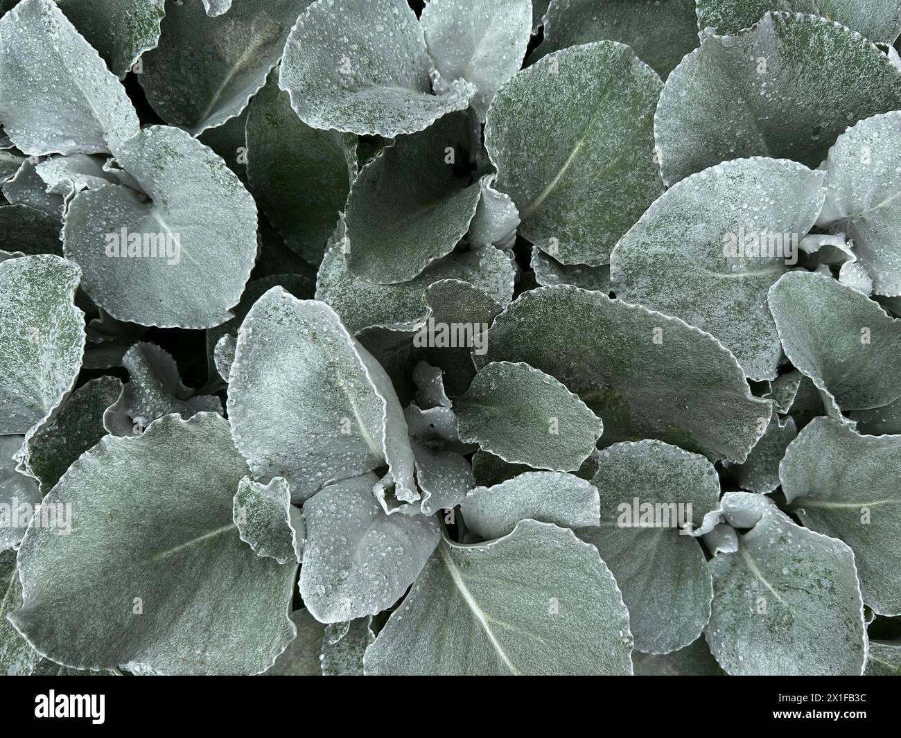 Senecio Candicans, ailes d'ange ou chou de mer, Banque D'Images