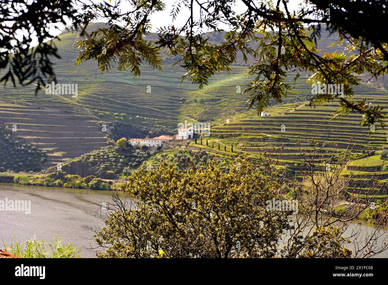 Vue panoramique sur les collines en terrasses dans la région viticole le long du fleuve Douro au Portugal, Europe Banque D'Images