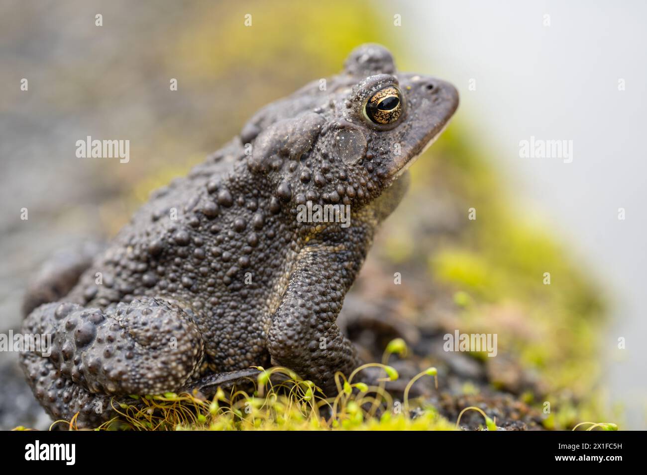 Photo horizontale en gros plan du crapaud d'Amérique de l'est (Bufo americanus) alors qu'il est assis sur une bûche dans un étang Banque D'Images