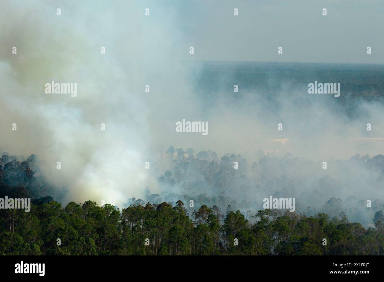 Vue aérienne d'un grand feu de forêt brûlant sévèrement dans les bois de la jungle de Floride. Flammes chaudes avec fumée dense dans la forêt tropicale Banque D'Images