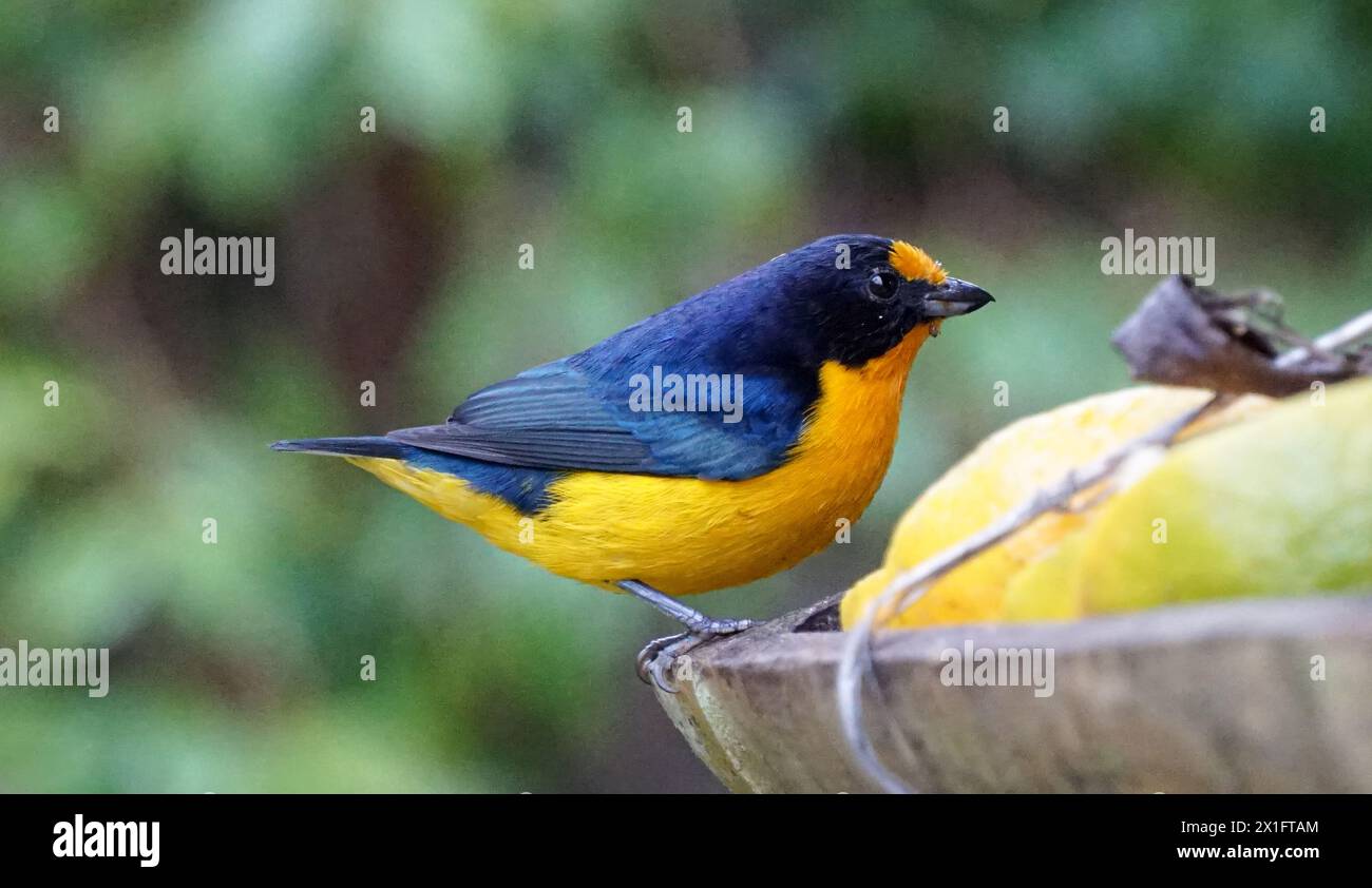 Le vrai gaturamo, un oiseau passerin, habite l'Amérique du Sud. Il est également connu sous les noms guriatã, bonito-lindo, gaturamo-imitador Banque D'Images