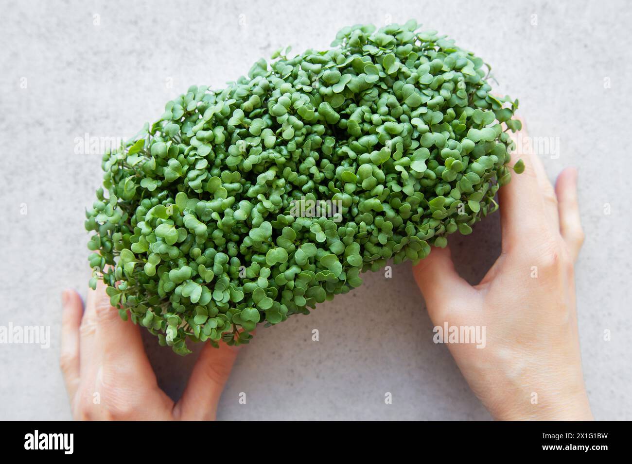 Main féminine avec plateau de radis microgreens. Vue de dessus. Banque D'Images