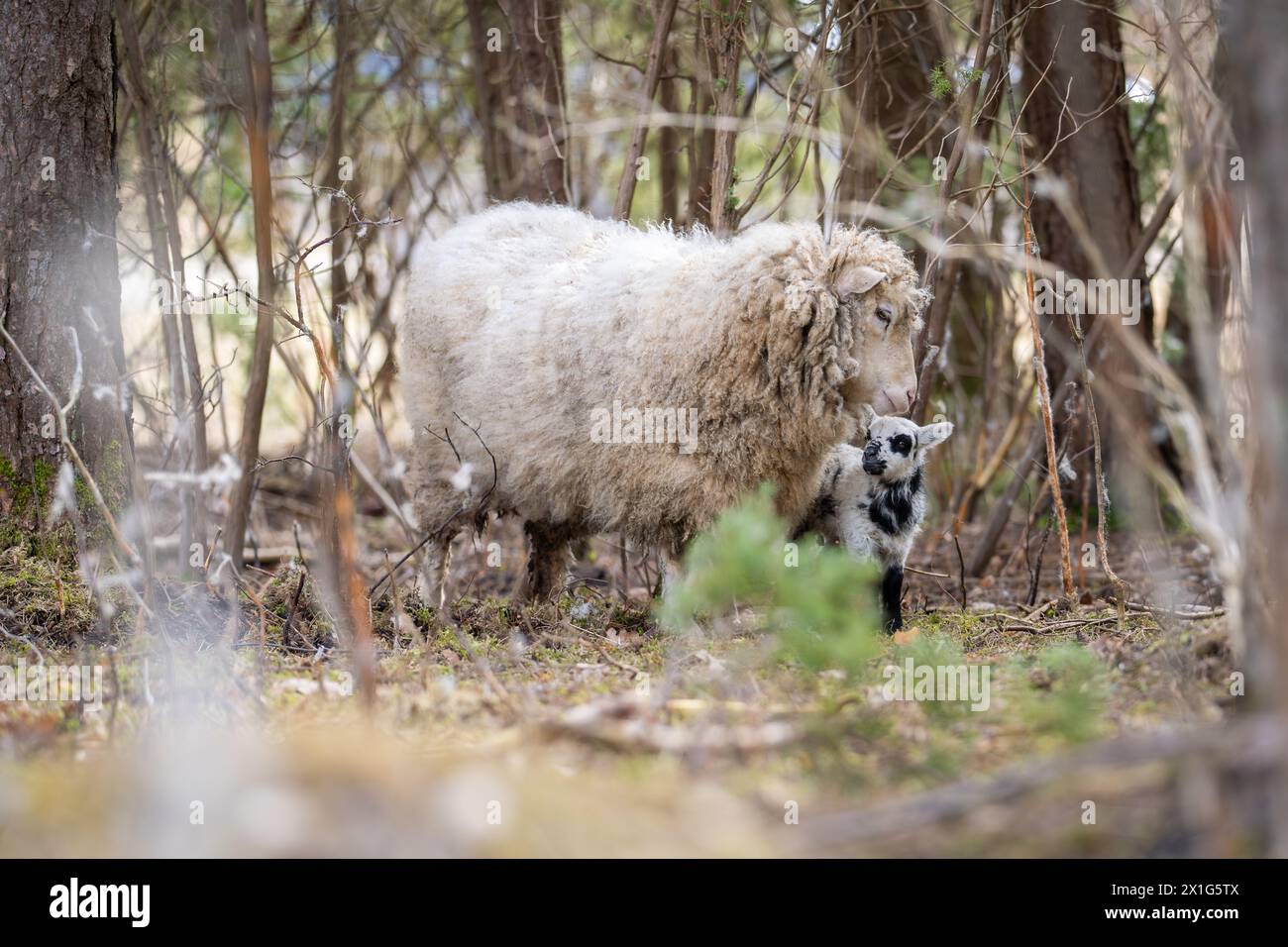 Moutons ou moutons domestiques (Ovis aries) avec agneau. Gros plan d'une brebis qui s'occupe de son jeune agneau au printemps. L'amour d'une mère. Fond Underwood. Banque D'Images