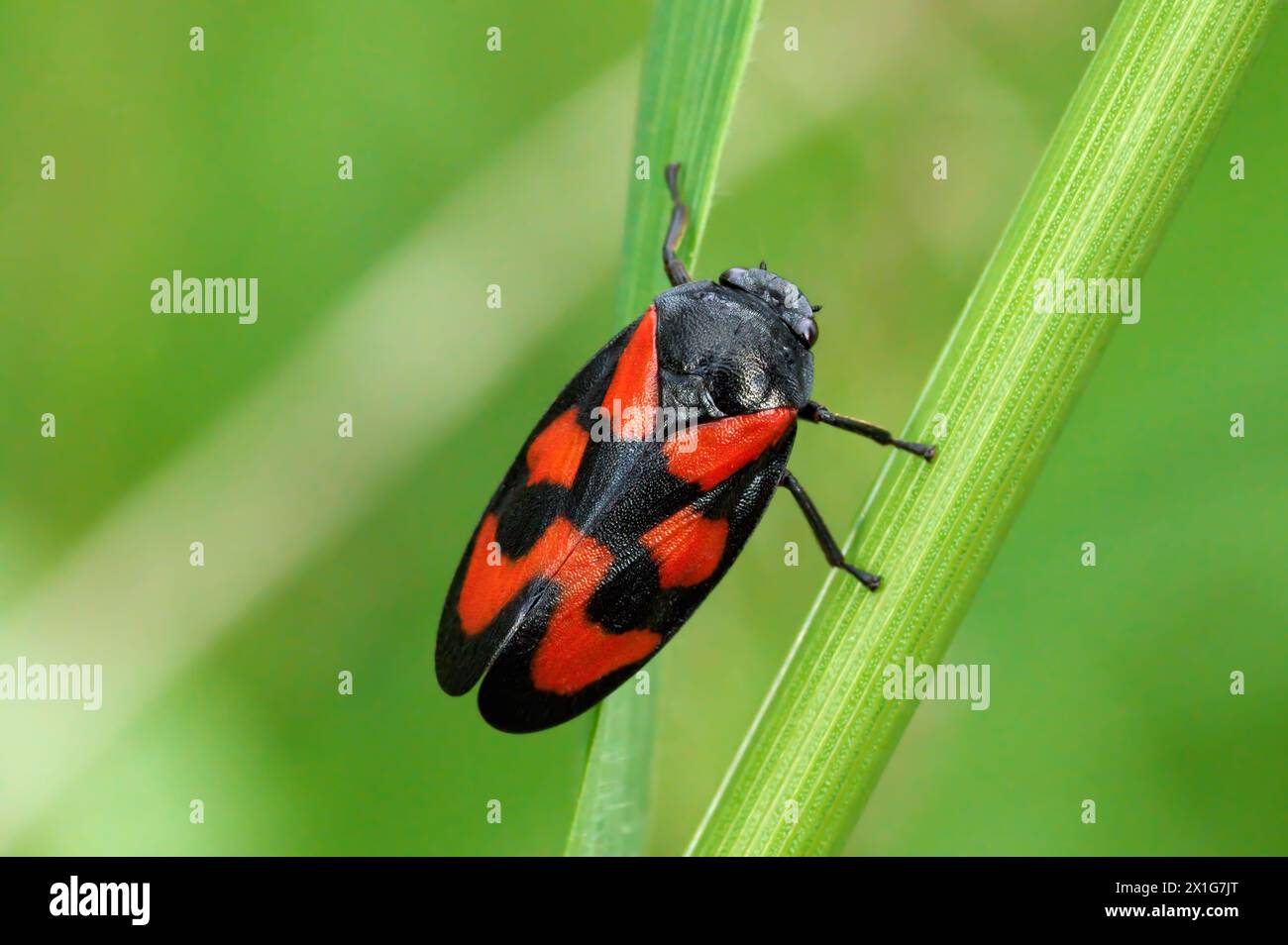 Vue de dessus de Froghopper noir et rouge (Cercopis Vulnerata) sur tige de plante verte Banque D'Images