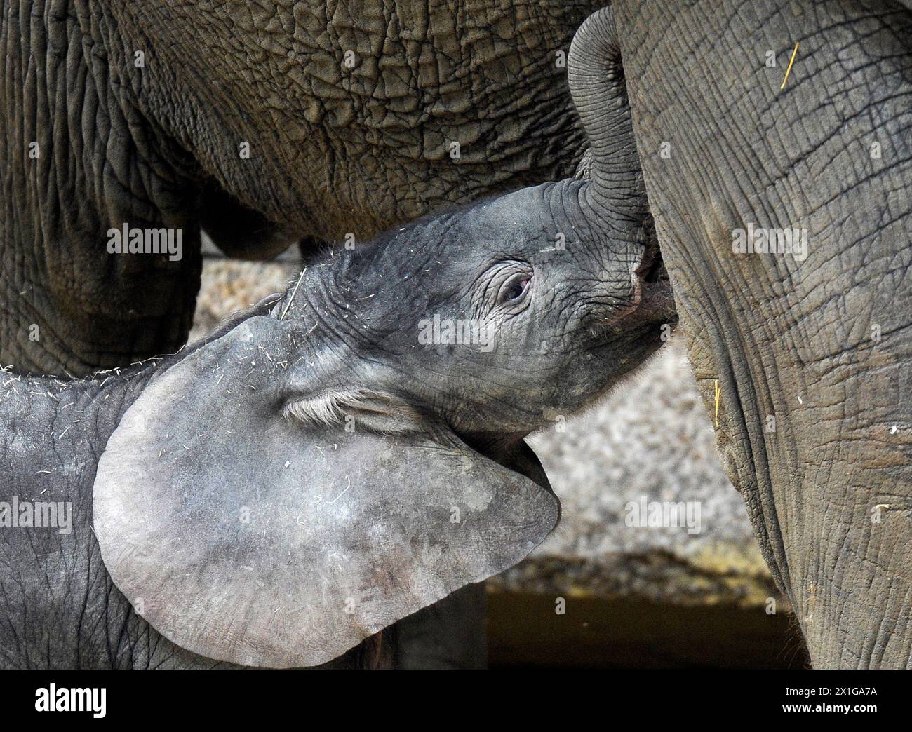 Un veau éléphant non encore nommé, qui n'a que quelques jours, aux pieds de sa mère Numbi à l'intérieur de la Maison des éléphants au zoo de Schönbrunn à Vienne le 11 août 2010. Le petit éléphant est né le 06 août, pesant 112 kilogrammes. L'arrivée du nouveau-né signifie qu'un autre veau de Numbi, nommé Kibo, devra quitter l'enclos des éléphants du zoo de SchÆnbrunn pour éviter la compétition au sein de la colonie, selon les médias. APA-Foto : HANS KLAUS TECHT - 20100811 PD0284 - Rechteinfo : droits gérés (RM) Banque D'Images