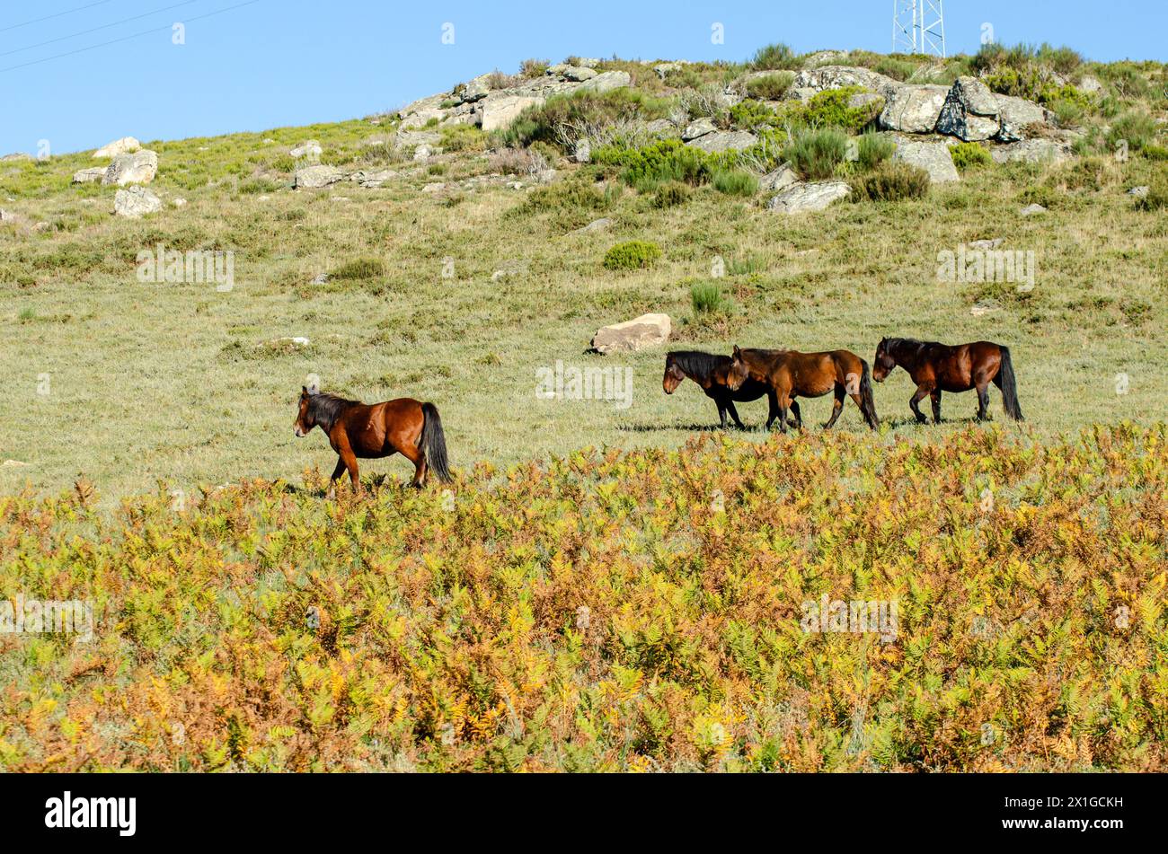 Chevaux sauvages, appelés garranos, dans le parc national de Peneda-Geres, le seul parc national du Portugal. Banque D'Images