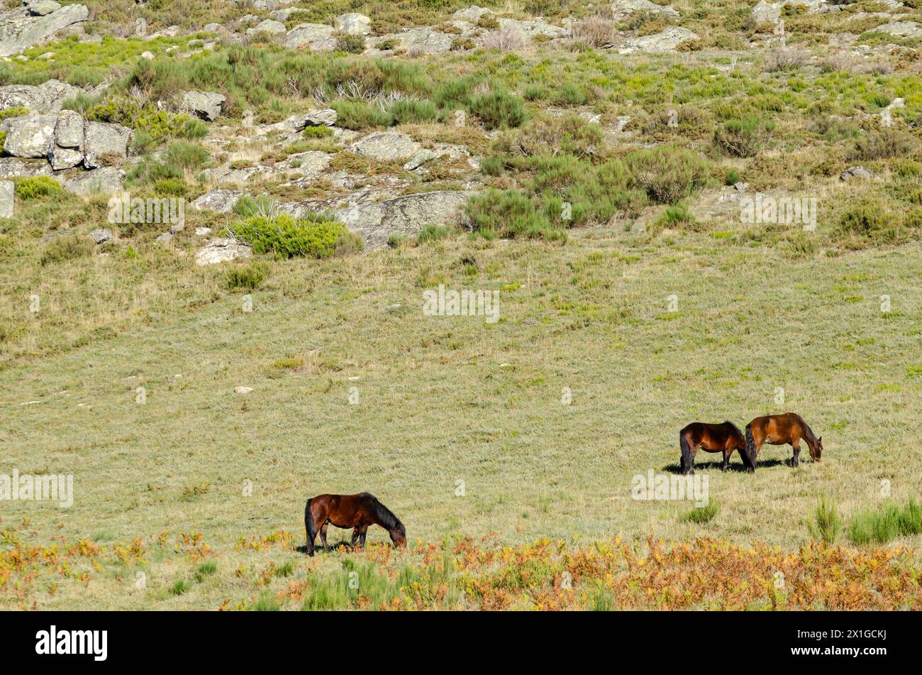 Chevaux sauvages (chevaux garrano) qui paissent dans le parc national de Peneda Geres, au nord du Portugal. Banque D'Images