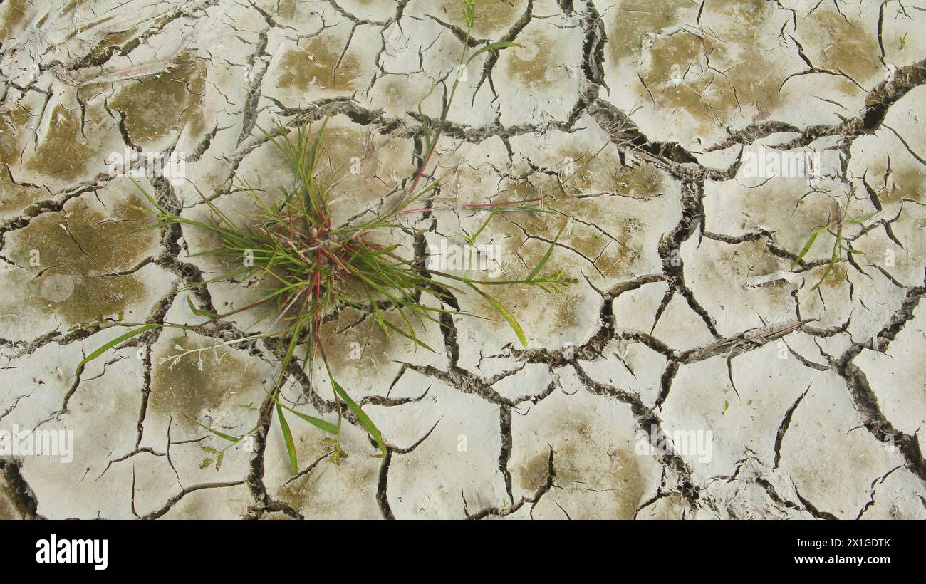 Sol fissuré, un champ de riz qui subit des fissures pendant la saison sèche Banque D'Images