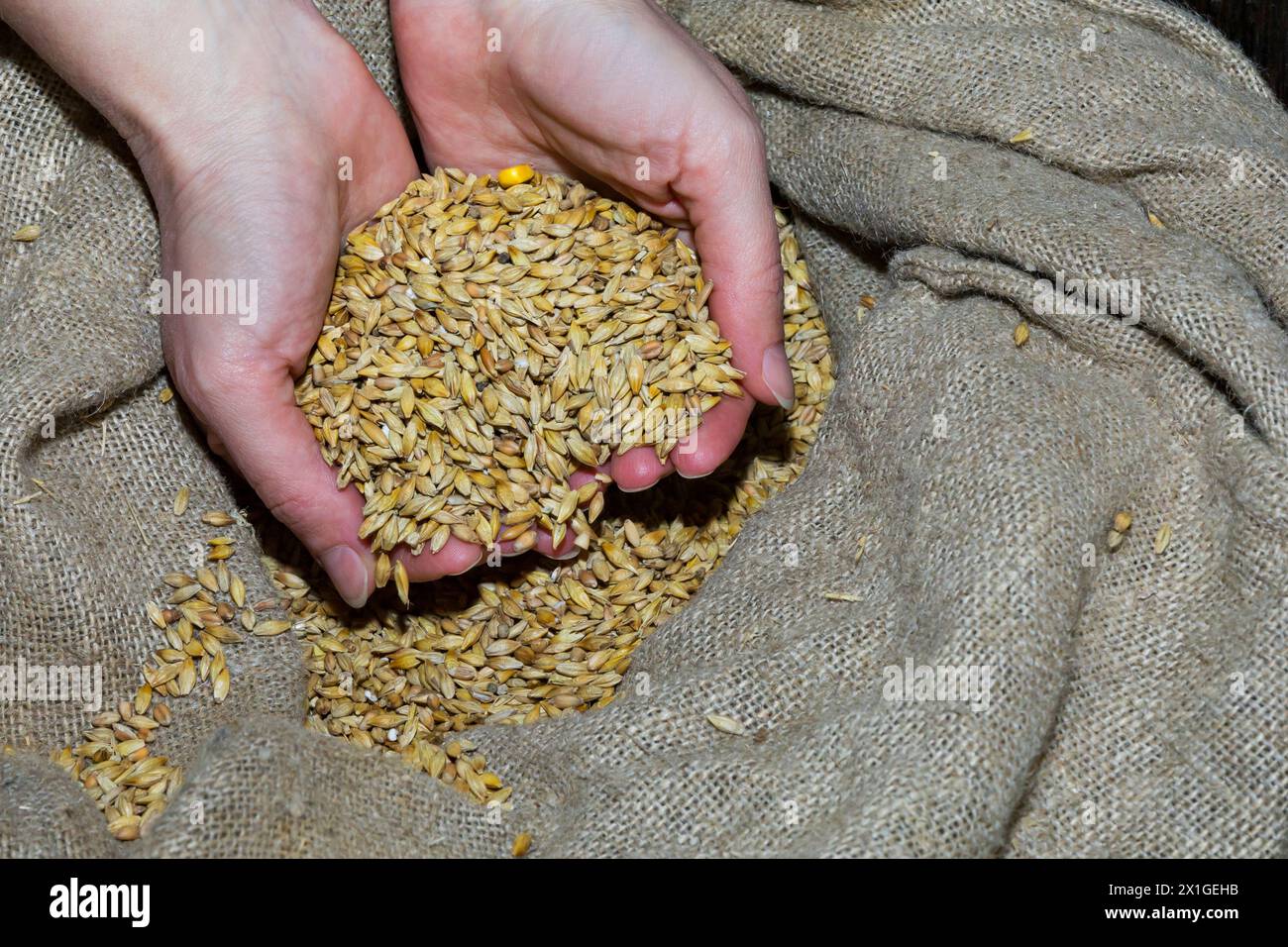 Une main tenant un tas de grains de blé, un ingrédient alimentaire de base utilisé dans diverses cuisines. Ces graines peuvent être plantées pour produire du blé, un aigre précieux Banque D'Images Une main tenant un tas de grains de blé, un ingrédient alimentaire de base utilisé dans diverses cuisines. Ces graines peuvent être plantées pour produire du blé, un aigre précieux Banque D'Images