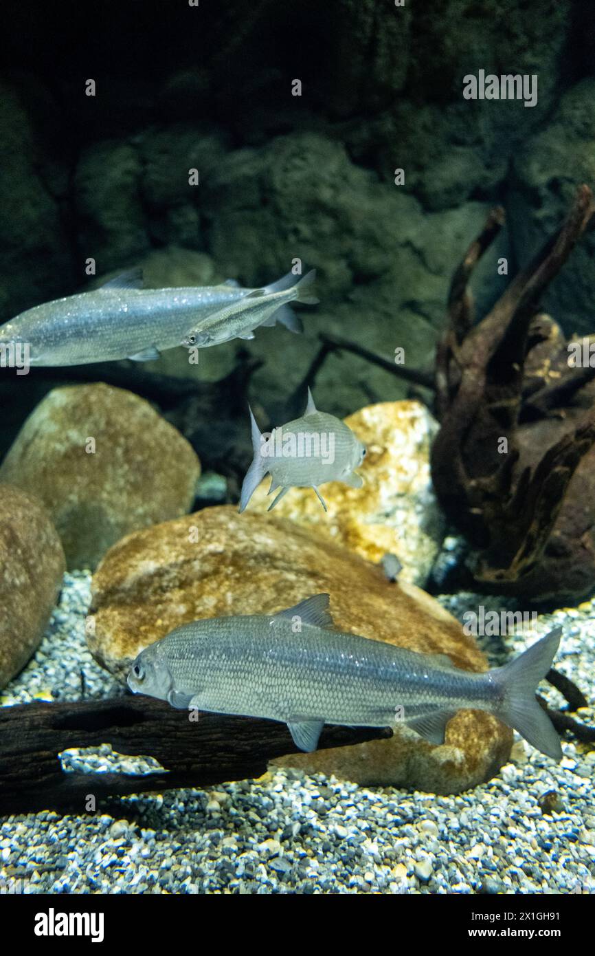 Coregonus, corégone genre de poissons de la famille des Salmonidae à AQUATIS AQUARIUM-Vivarium, un musée vivant sur le thème de l'eau douce, comprenant un Banque D'Images