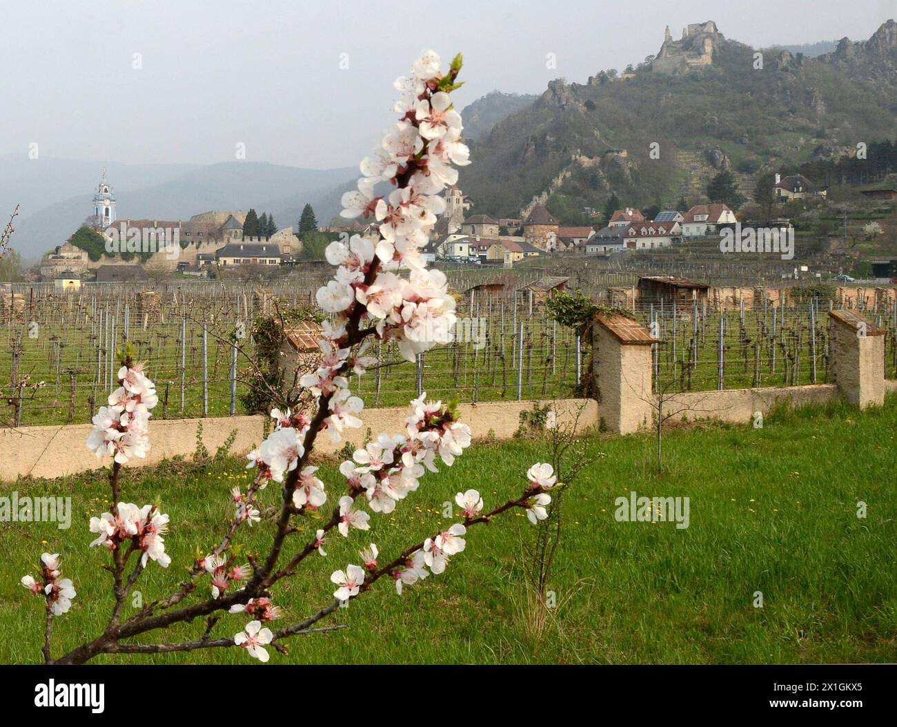 Illustration sur le thème du printemps / floraison / floraison, basse-Autriche, 2013/04/22. - 20130422 PD1534 - Rechteinfo : droits gérés (RM) Banque D'Images