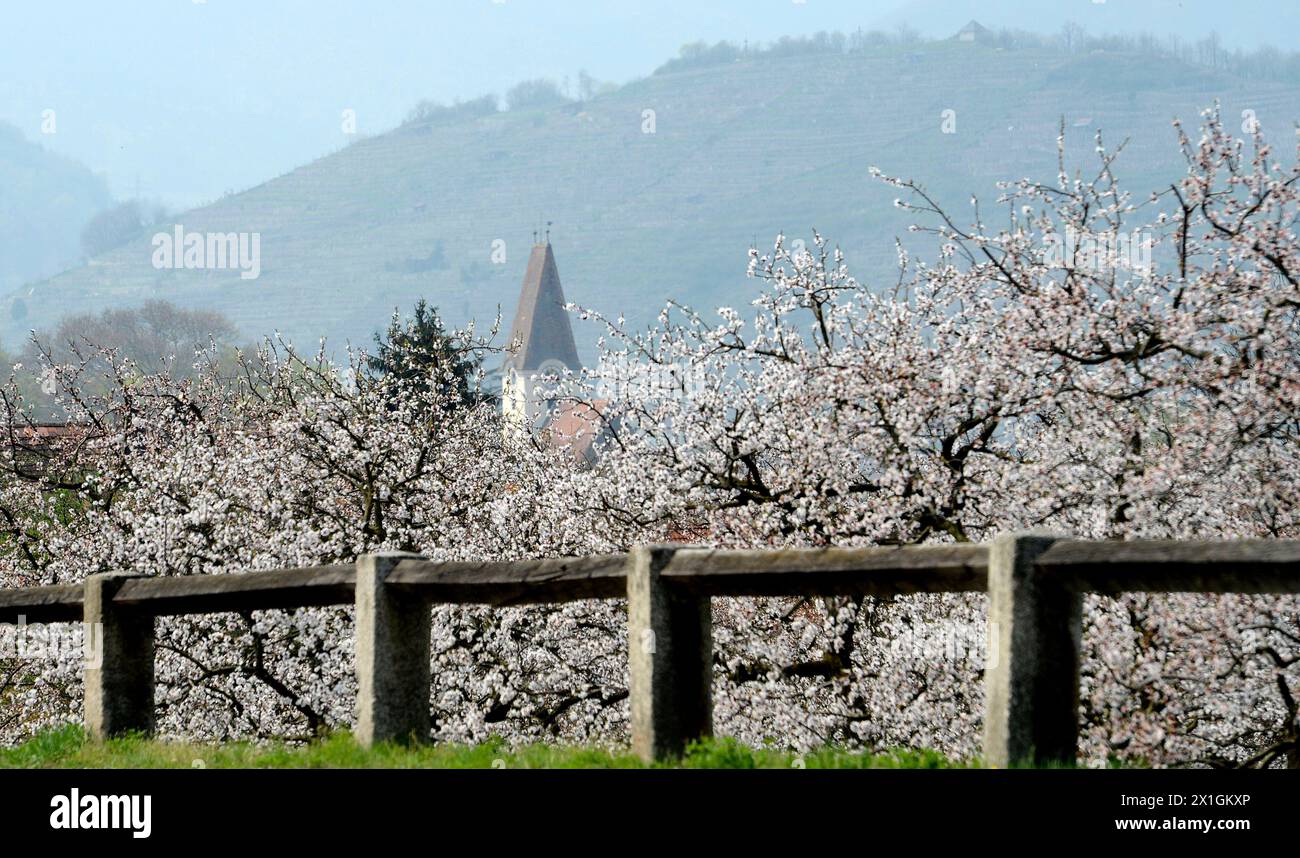 Illustration sur le thème du printemps / floraison / floraison, basse-Autriche, 2013/04/22. - 20130422 PD1561 - Rechteinfo : droits gérés (RM) Banque D'Images