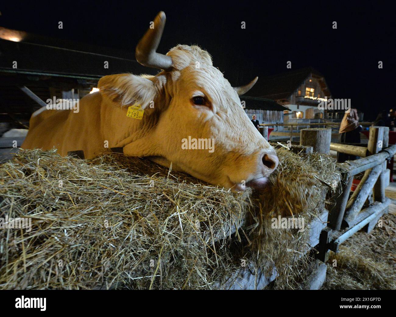 Le marché de Noël du domaine Aiderbichl à Henndorf, en Autriche, a ouvert ses portes le 14 novembre 2013. - 20131114 PD5519 - Rechteinfo : droits gérés (RM) Banque D'Images