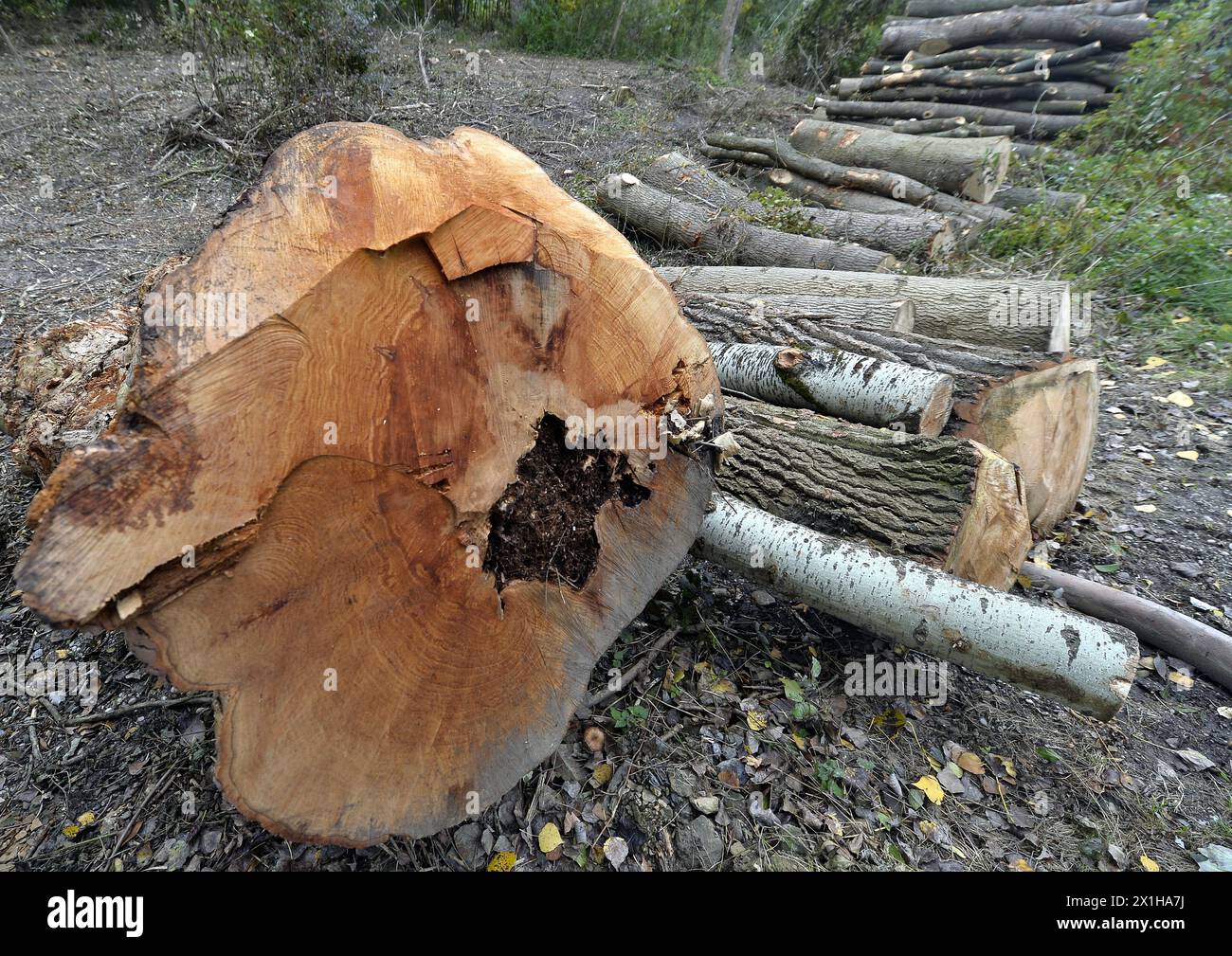 Un champignon parasite provoque la mort massive parmi les frênes en Europe. De nombreux arbres doivent être abattus. Abattus de frênes, à Tulln, Autriche, le 10 octobre 2017. - 20171010 PD1797 - Rechteinfo : droits gérés (RM) Banque D'Images