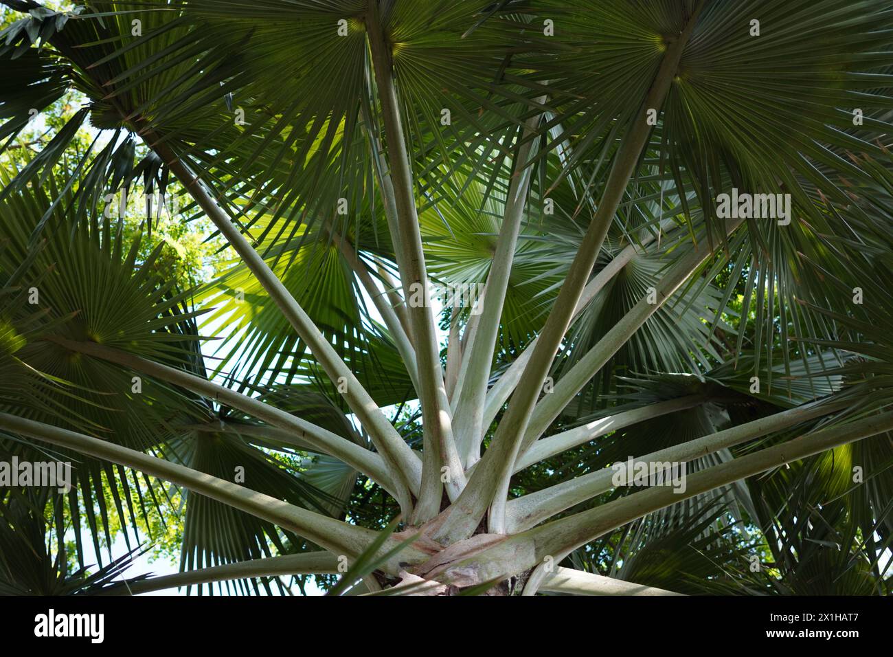 Fond d'un arbre avec un grand tronc et des branches avec de larges feuilles vert clair Banque D'Images