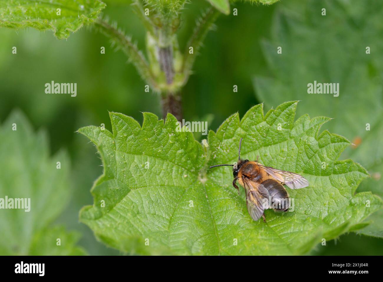 abeille reposant sur des orties gingembre thorax abdomen noir balayé en arrière ailes claires jambes noires et antennes format paysage espace de copie Banque D'Images