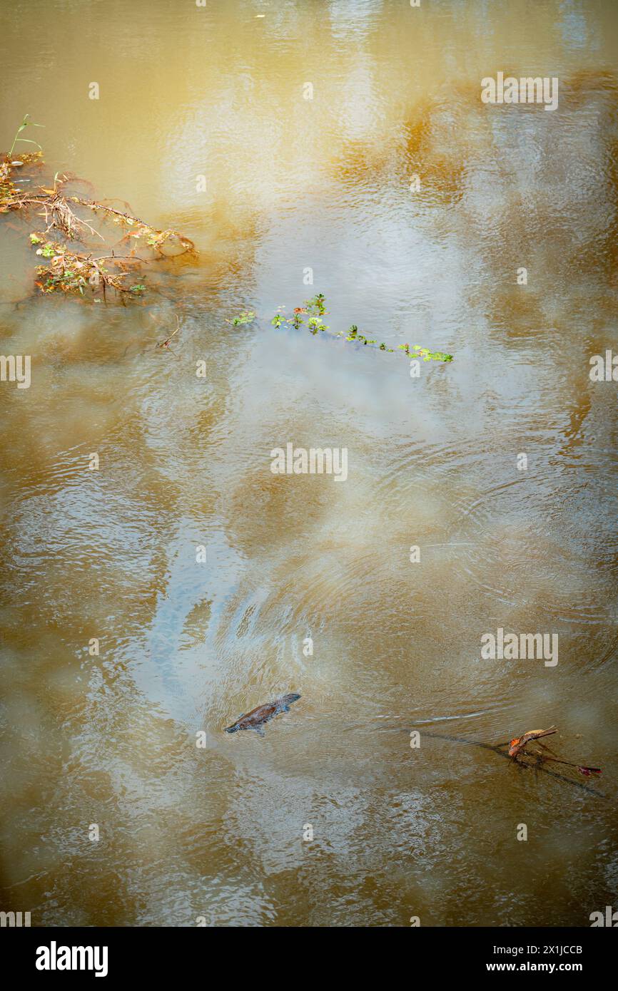 Ornithorynques sauvages nageant dans la rivière Murky à Atherton Tablelands, Queensland, Australie Banque D'Images