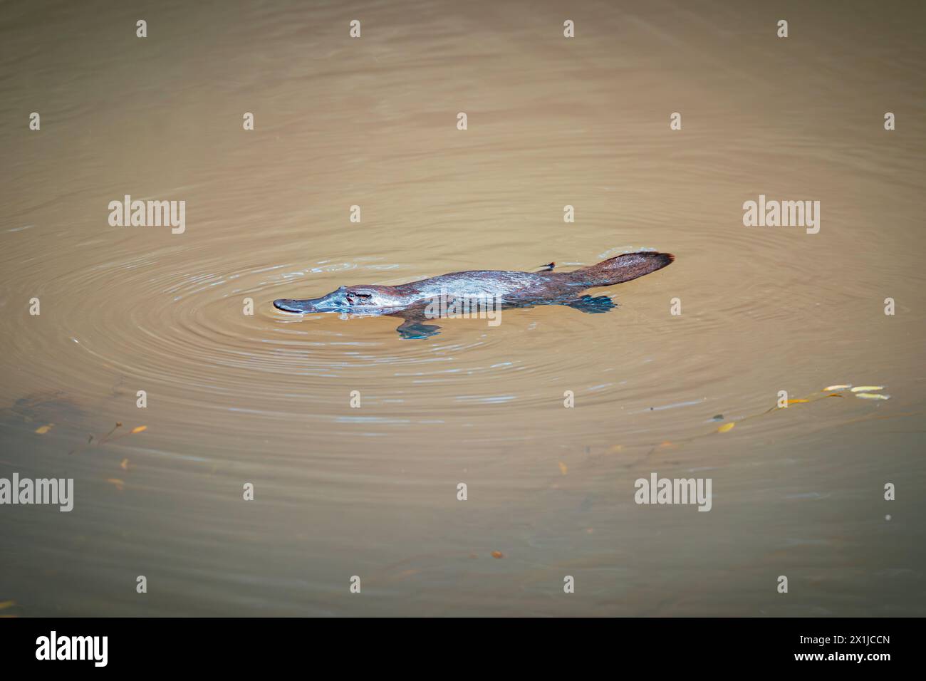 Ornithorynques sauvages nageant dans la rivière Murky à Atherton Tablelands, Queensland, Australie Banque D'Images