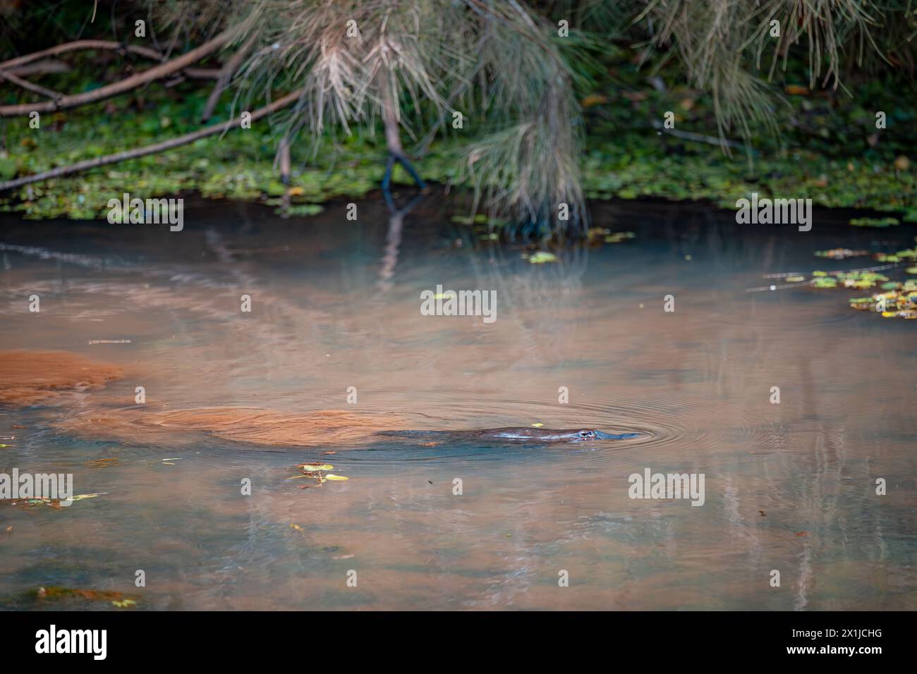 Ornithorynques sauvages nageant dans la rivière Murky à Atherton Tablelands, Queensland, Australie Banque D'Images
