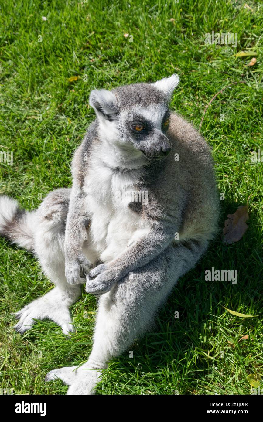 Portrait d'un lémurien catta détendu assis sur l'herbe. Lémurien à queue annulaire Banque D'Images