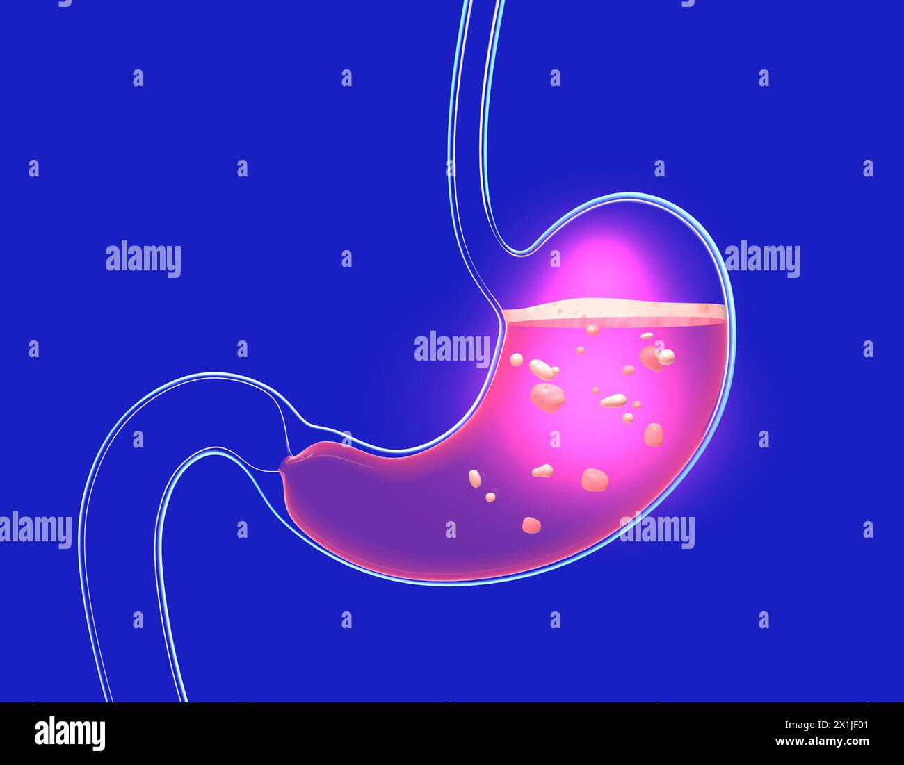 Illustration 3D de l'estomac digérant avec brûlure et lourdeur. Montrer l'intérieur avec de la nourriture. Anatomie du verre transparent avec lumières et réflecti Banque D'Images
