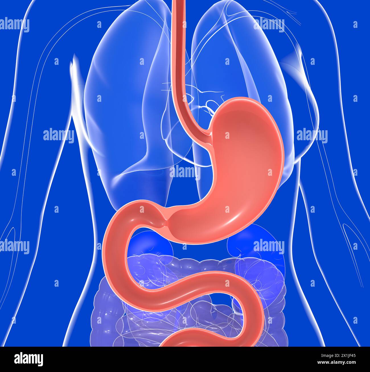 Illustration anatomique 3D de l'estomac avec brûlures d'estomac et reflux. Sur un corps de femme en verre transparent montrant les organes internes. Banque D'Images