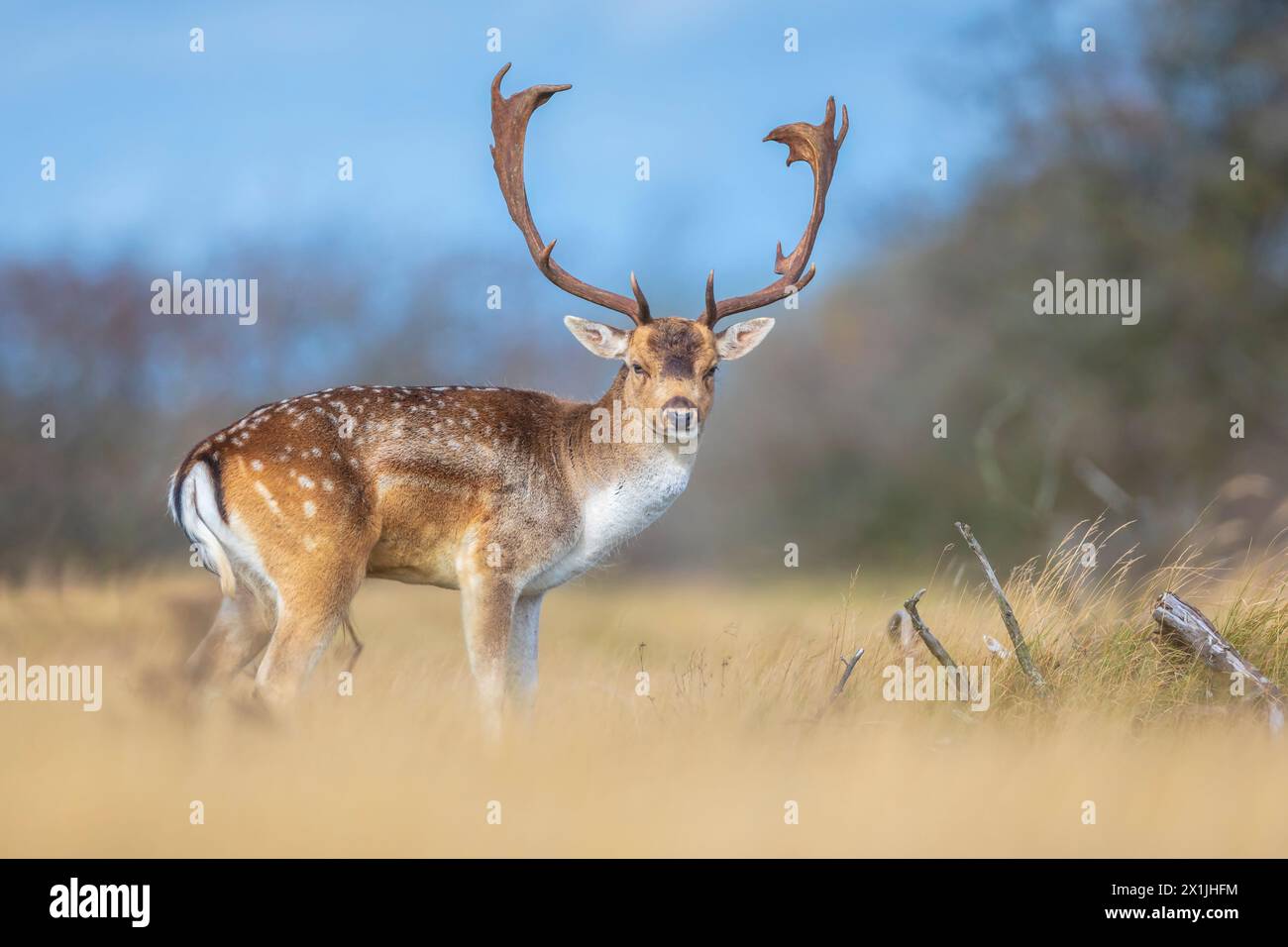 Cerf en jachère Dama Dama stag mâle avec de gros bois pendant la saison de rutting.La lumière du soleil d'automne et les couleurs de la nature sont clairement visibles sur l'arrière-plan. Banque D'Images