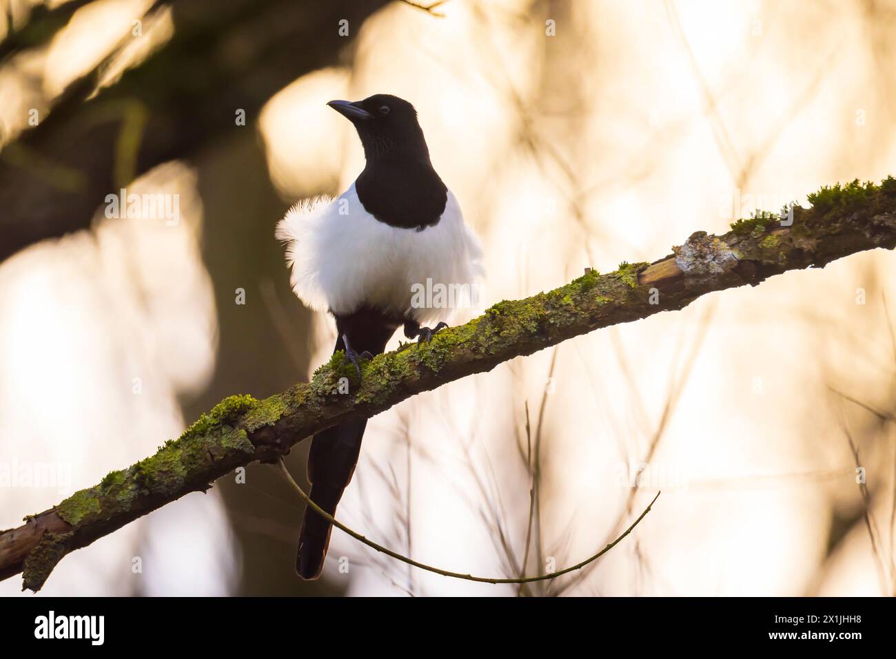 Gros plan d'un oiseau magpie eurasien, Pica Pica, perché dans une forêt Banque D'Images