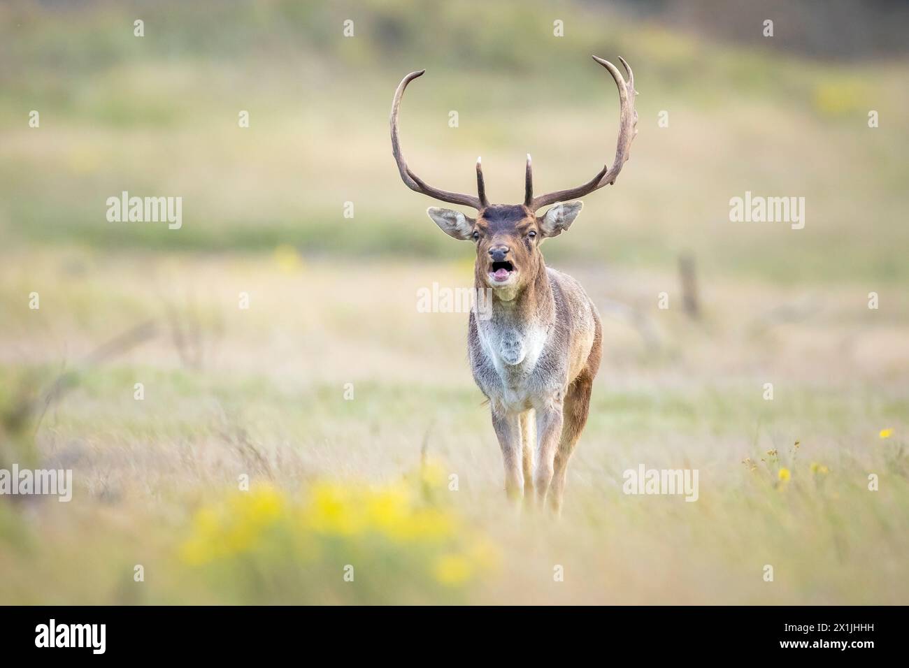 Cerf en jachère Dama Dama stag mâle avec de gros bois pendant la saison de rutting.La lumière du soleil d'automne et les couleurs de la nature sont clairement visibles sur l'arrière-plan. Banque D'Images