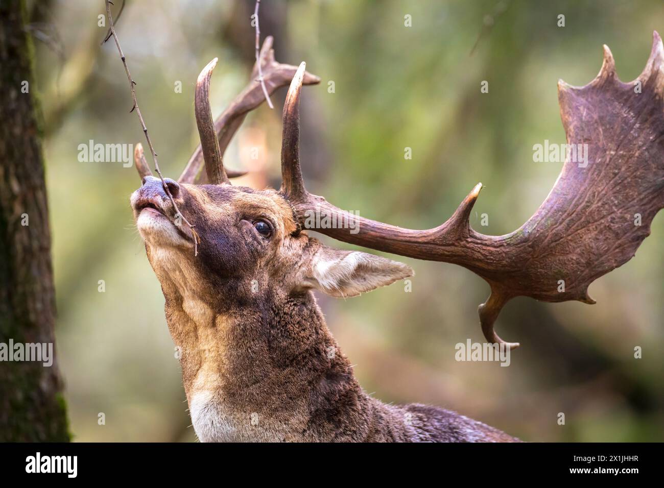 Cerf en jachère Dama Dama stag mâle avec de gros bois pendant la saison de rutting.La lumière du soleil d'automne et les couleurs de la nature sont clairement visibles sur l'arrière-plan. Banque D'Images