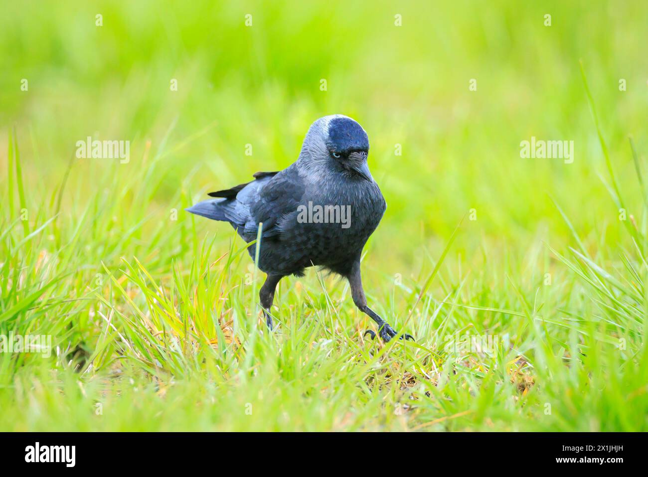Closeup portrait of a Western Jackdaw bird Coloeus Monedula de nourriture dans l'herbe verte sur une journée ensoleillée Banque D'Images