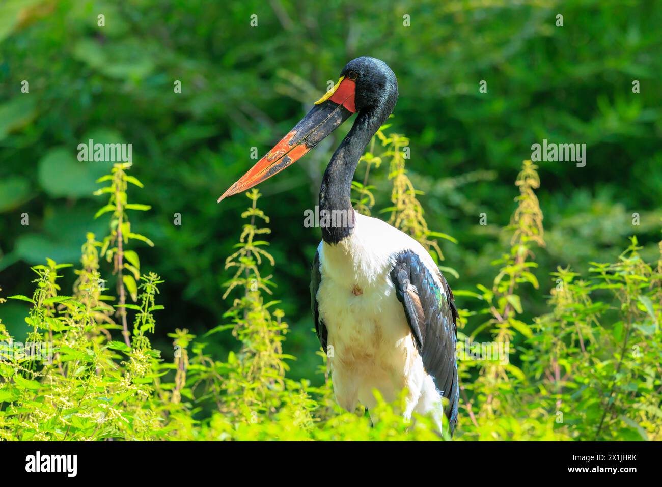 Portrait rapproché d'une cigogne colorée à bec de selle, Ephippiorhynchus senegalensis, debout dans une prairie verte. Banque D'Images